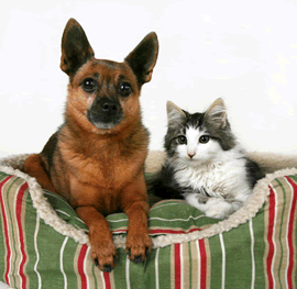 dog and cat on bed